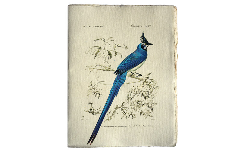Notitieboek Blauwe vogel A5