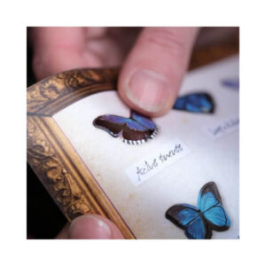 'Galaxy' Micro Mot & Vlinder collectie Moth and Myth