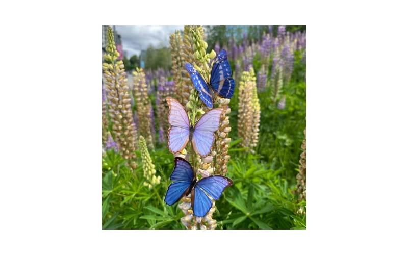 Reverie Morpho Vlinders Moth and Myth