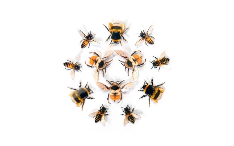 'The Bees Knees' collectie Moth and Myth