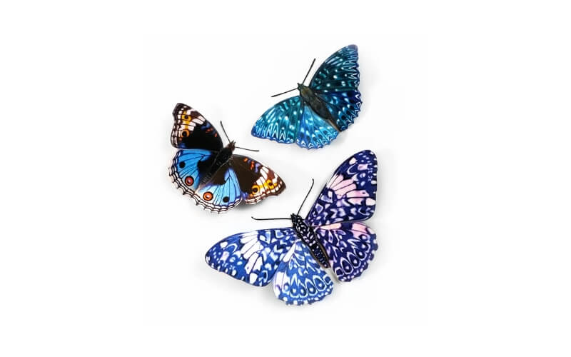 Celestrial Vlinders Moth and Myth